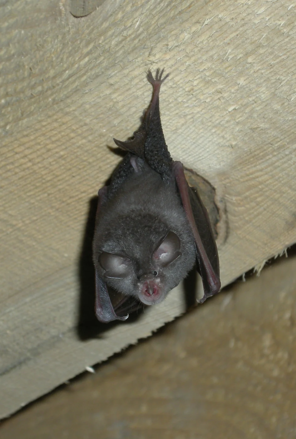 Large Rufous Horseshoe Bat