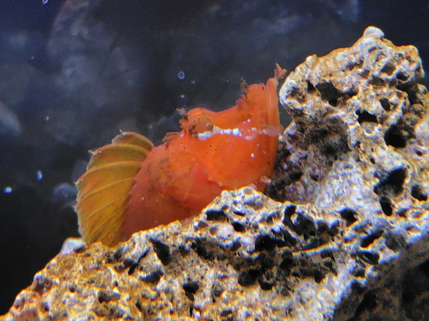 Argoliba Scorpionfish