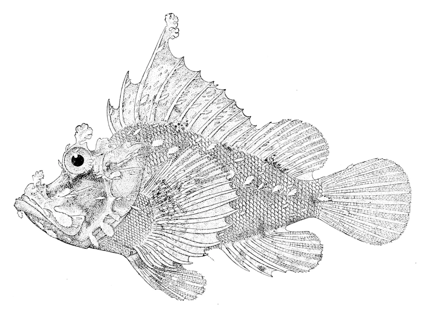Strange-eyed Rhinopias