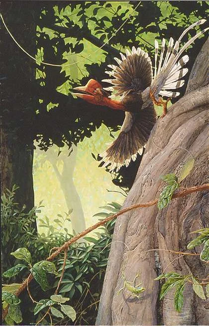 Helmeted Hornbill