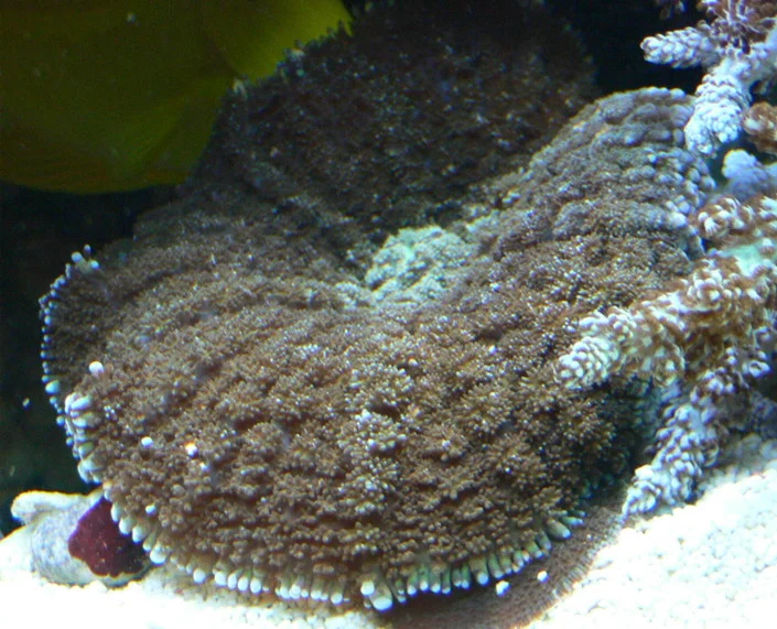 Tonga blue mushroom anemone