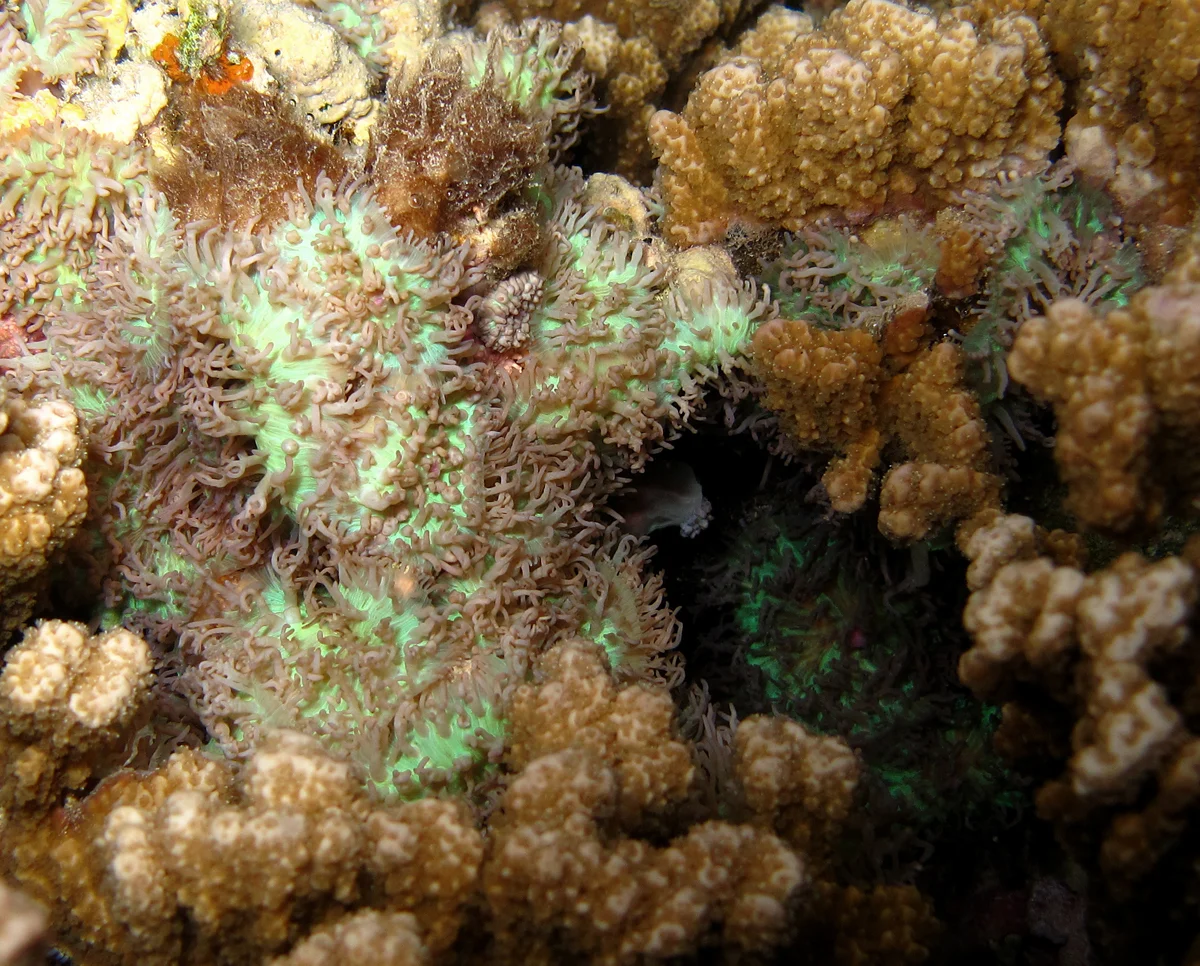 red-mouth mushroom anemone