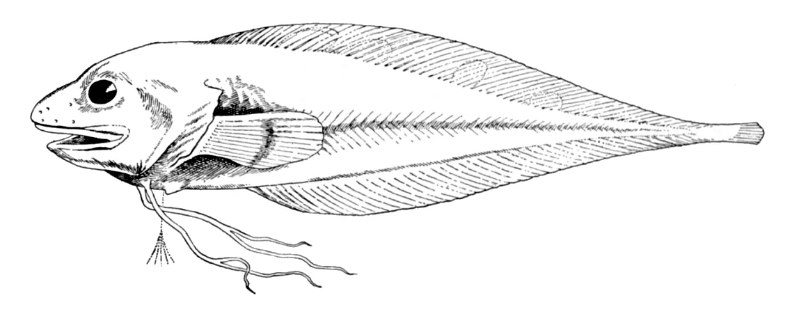 threadfin seasnail