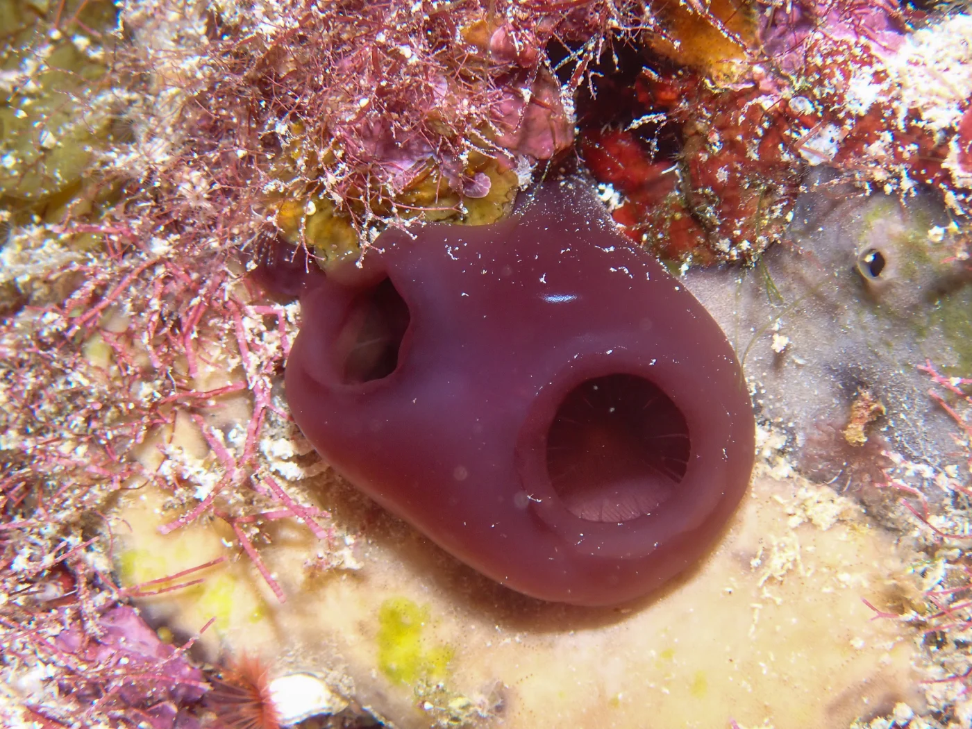 Reef Tunicate