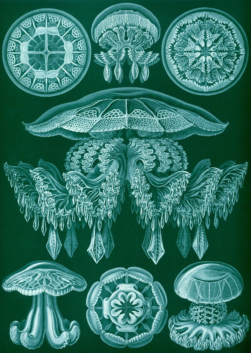 Rhopilema rhopalophorum