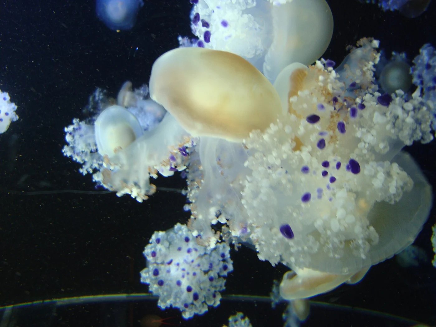 Mushroom Jelly