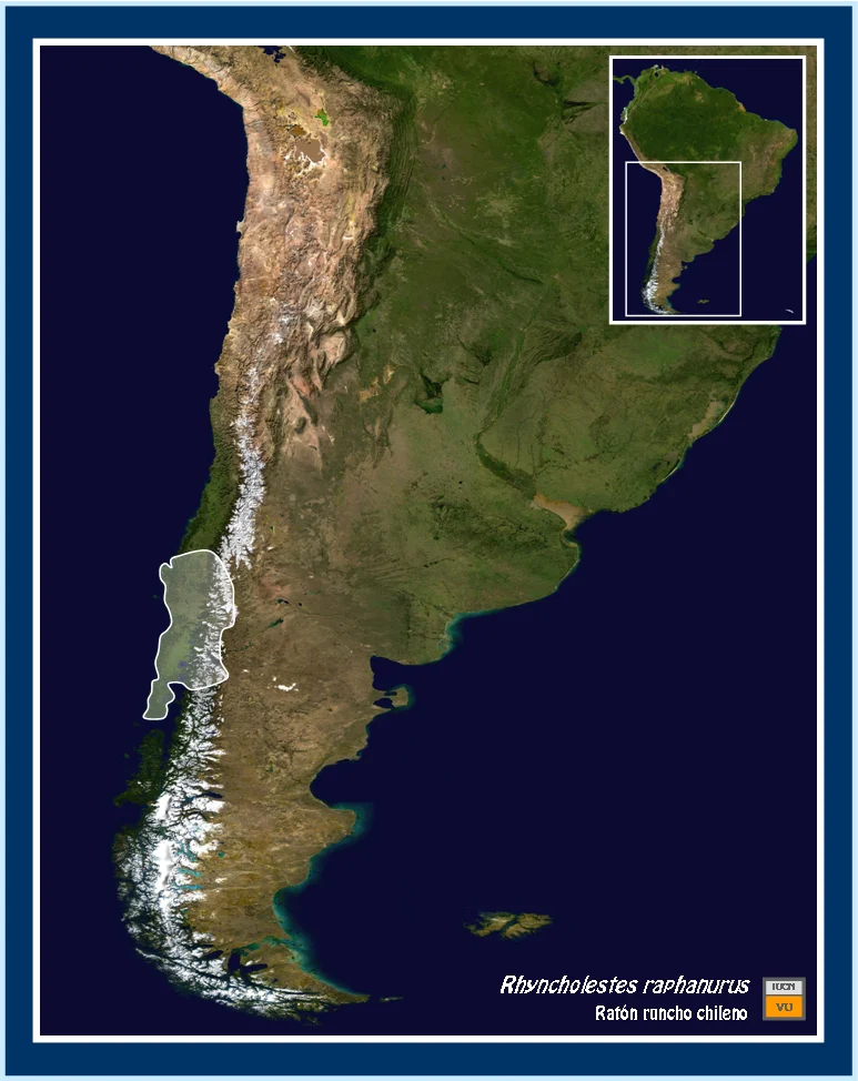 Chilean 'shrew' opossum