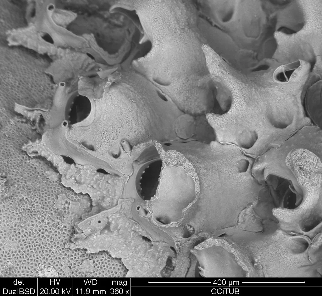 Rhynchozoon bispinosum