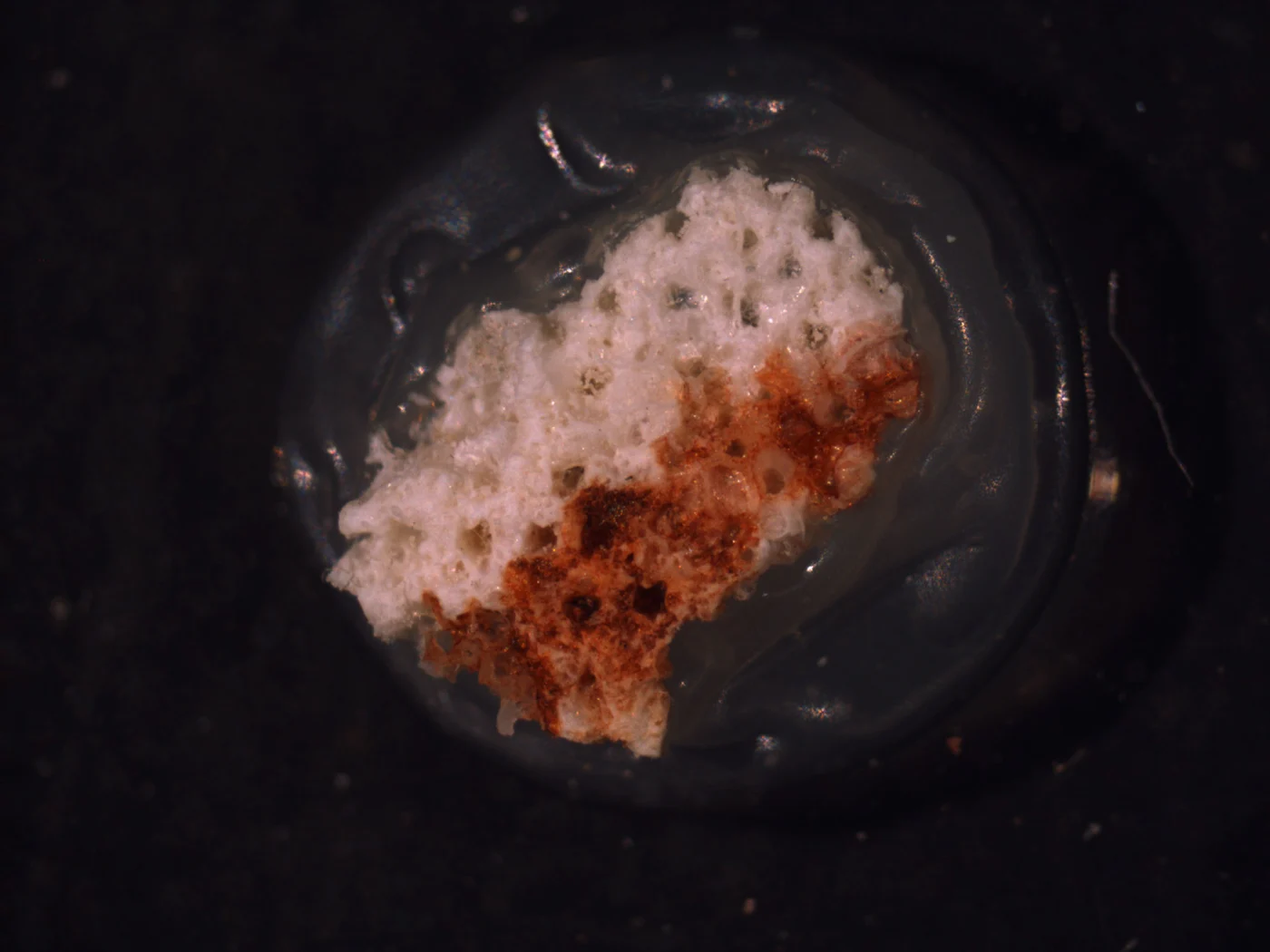 Rhynchozoon fistulosum