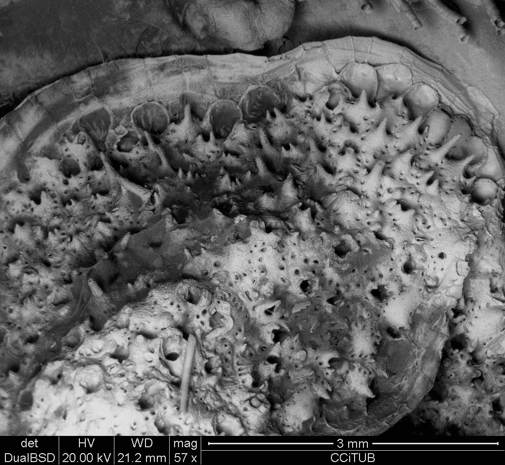 Rhynchozoon pseudodigitatum