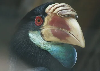 Sumba Hornbill