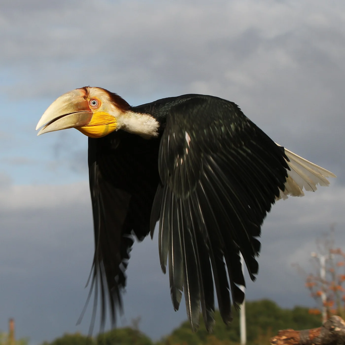 Plain-pouched Hornbill