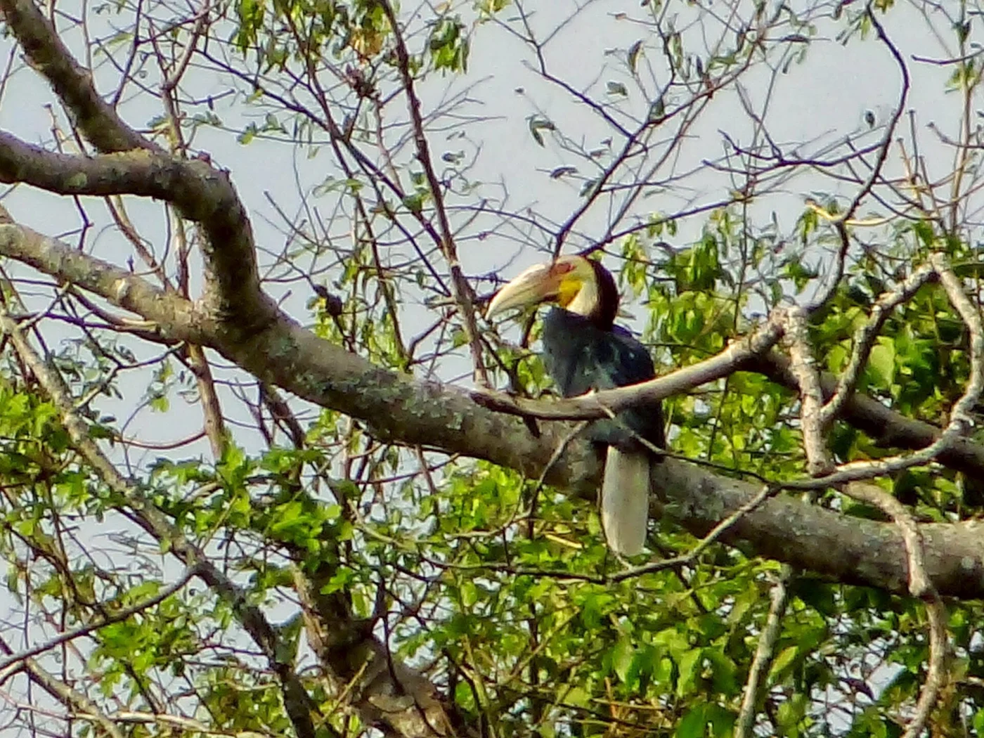 Wreathed Hornbill