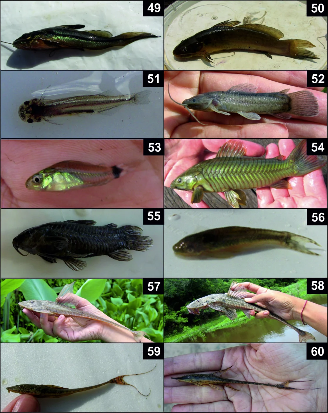 whiptail loricaria
