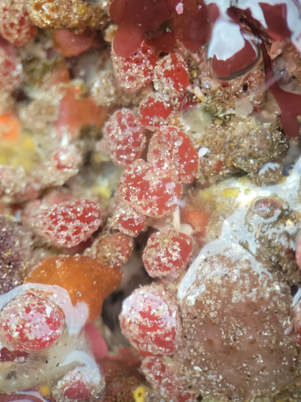 Red Mushroom Compound Tunicate