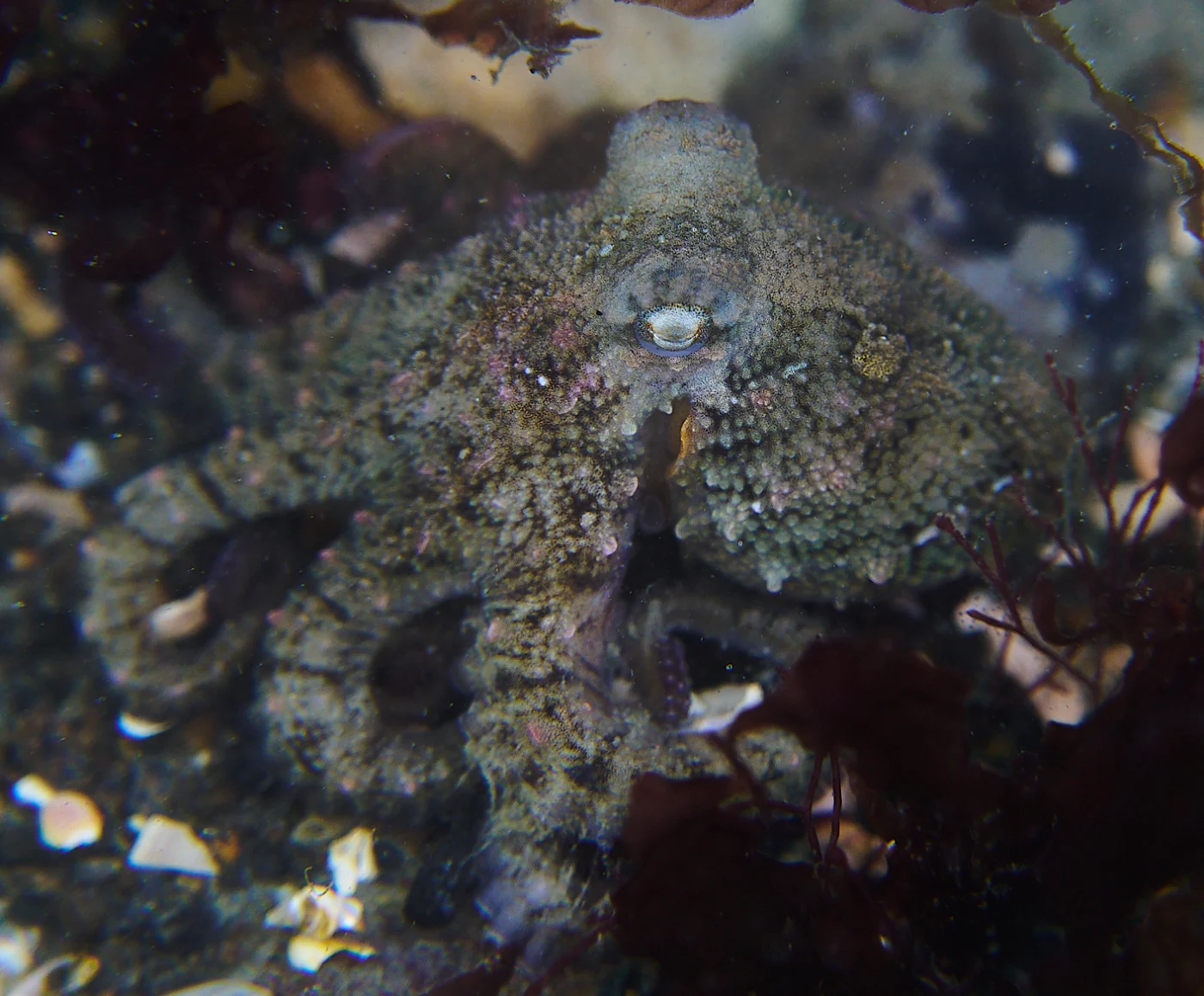 Club Pygmy Octopus