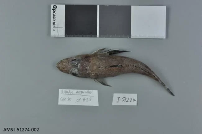 McGrouther's Flathead