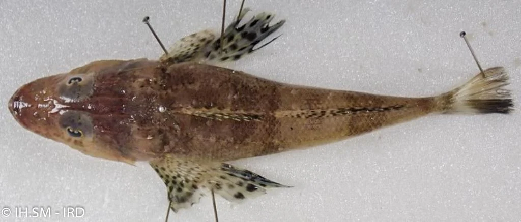 Thorny flathead