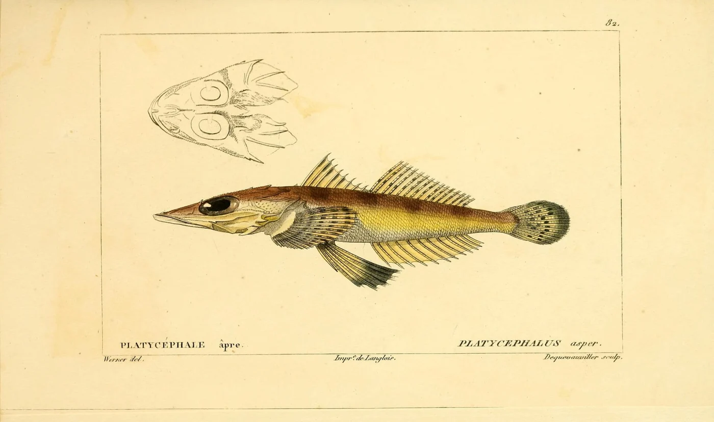 Welander's flathead