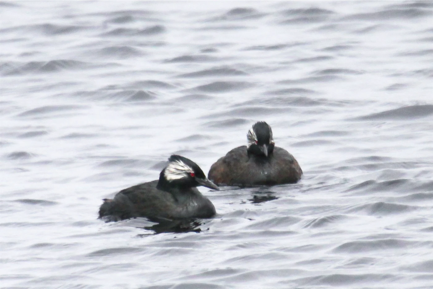 White-tufted Grebe