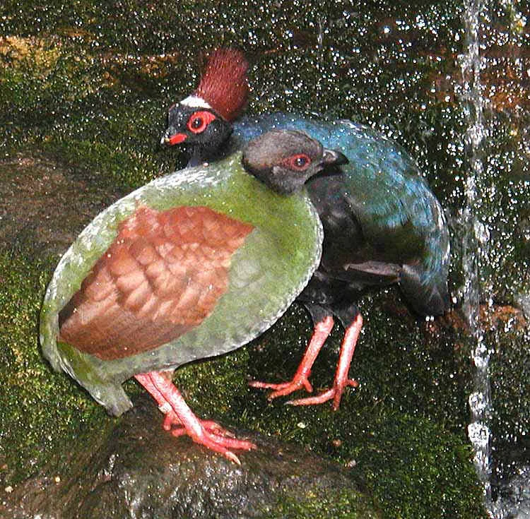 Crested Partridge