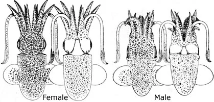 Lentil bobtail squid