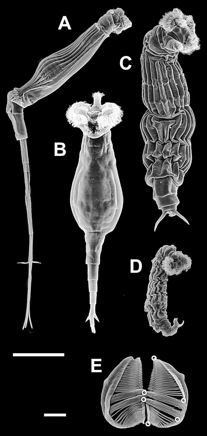 Rotaria spicata