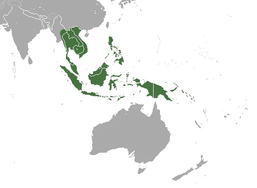 Common Rousette