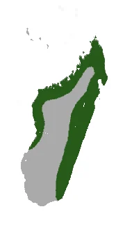 Madagascan Rousette