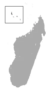 Comoro Rousette