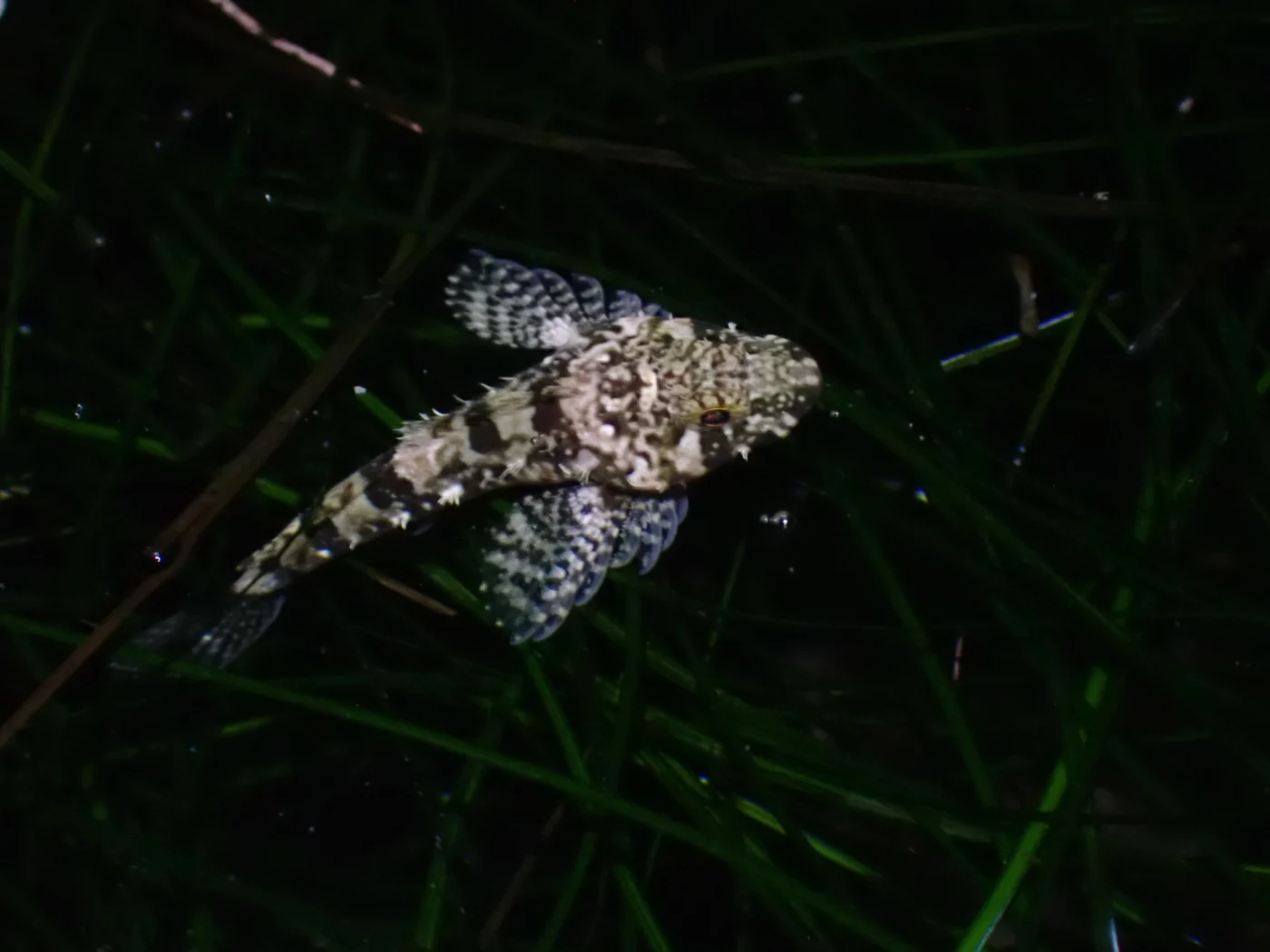 roughcheek sculpin