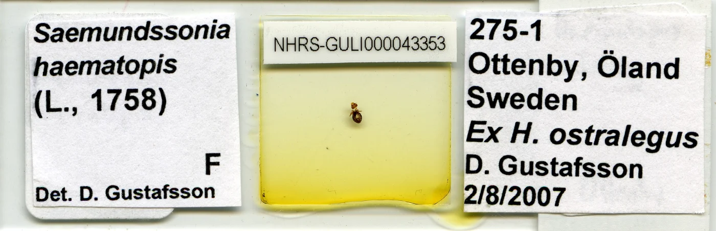 Saemundssonia haematopi