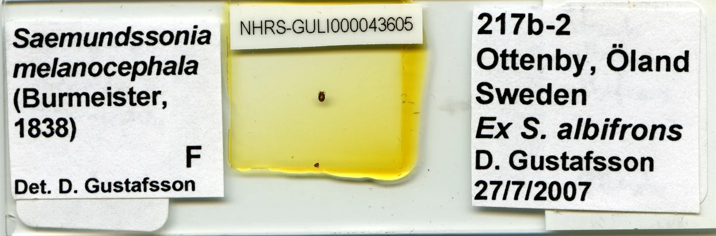 Saemundssonia melanocephalus