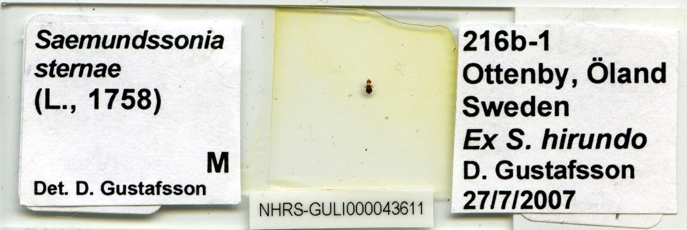 Saemundssonia sternae