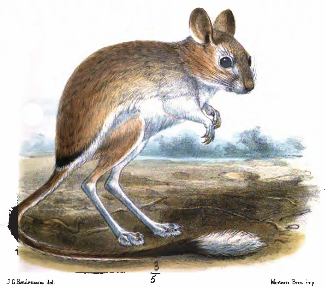 Thomas s Pygmy Jerboa