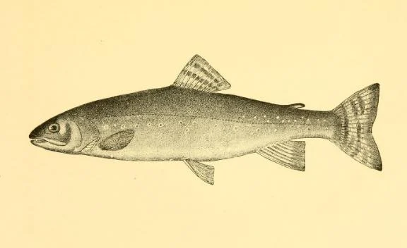 silver trout