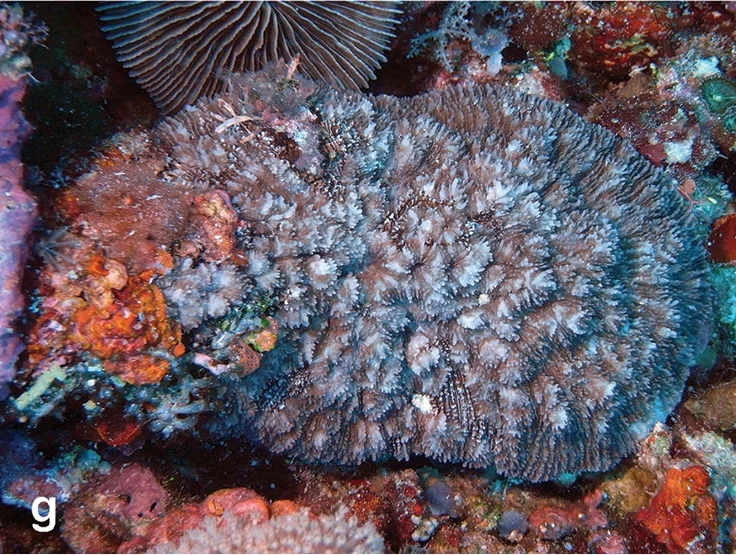 bowl coral