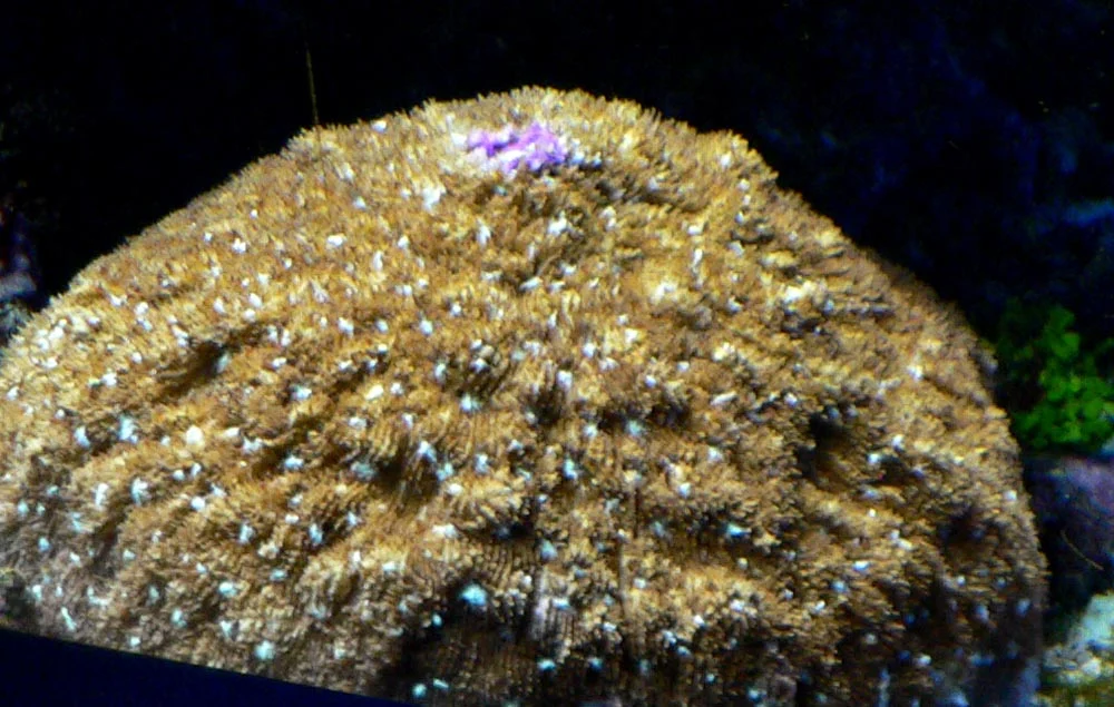 basket coral