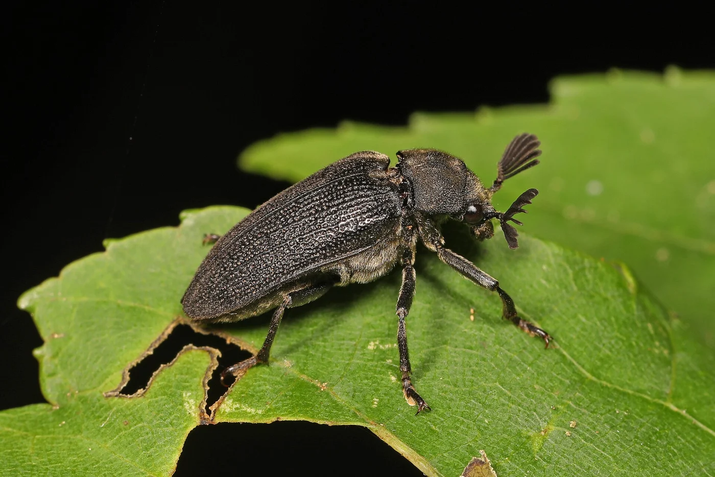cedar beetle