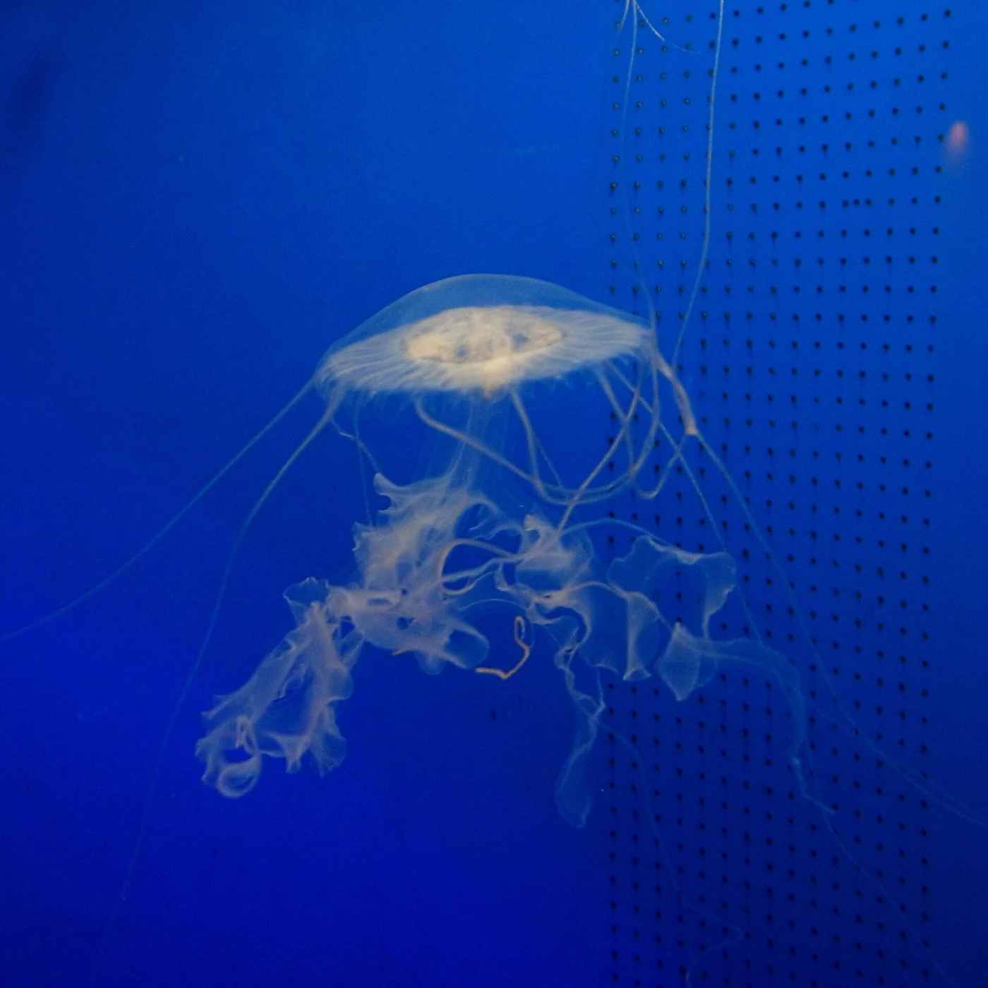 Amakusa Jelly