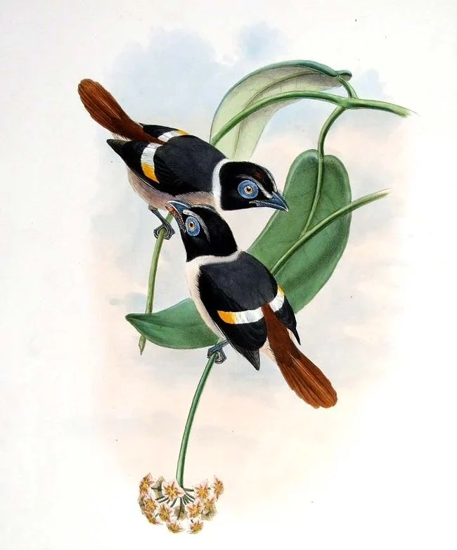 Visayan Broadbill