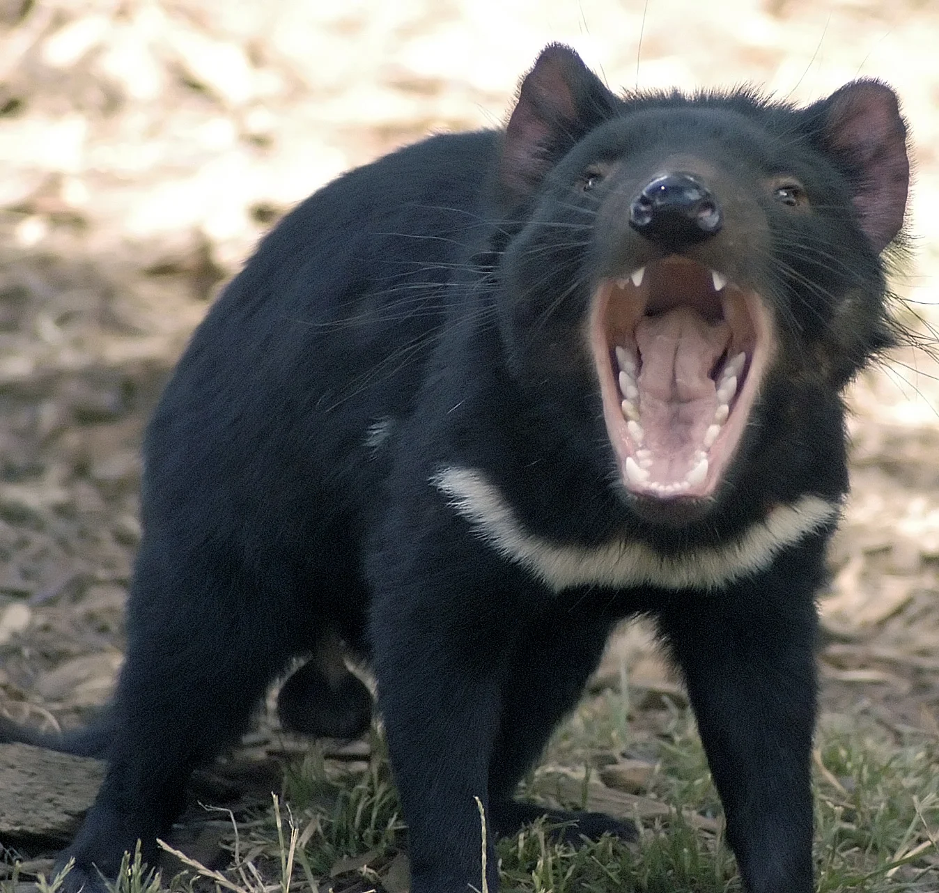 Sarcophilus laniarius