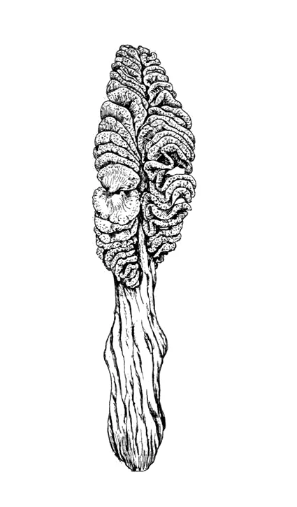 Sarcoptilus nullispiculatus