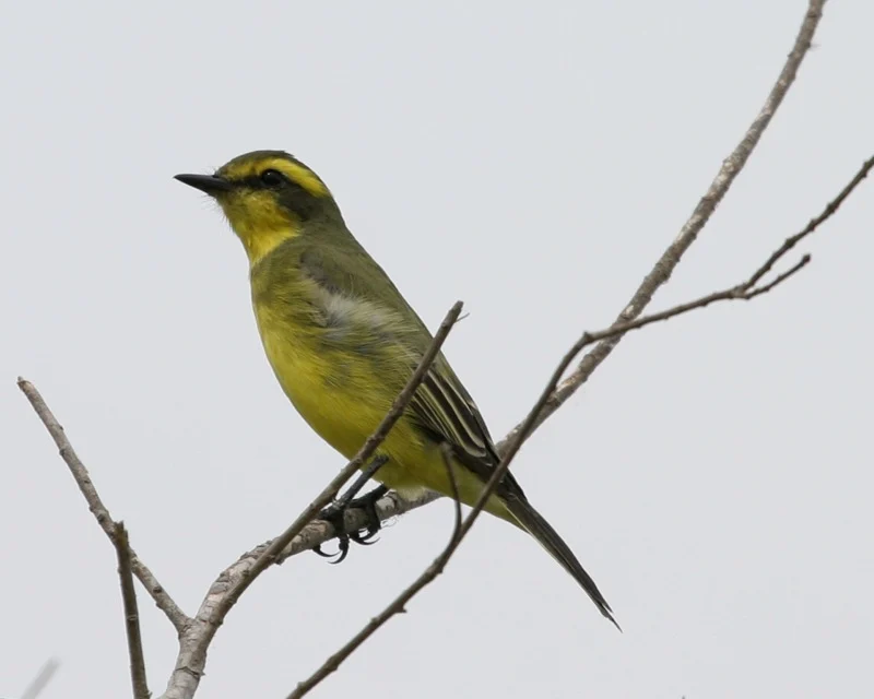 Yellow-browed Tyrant