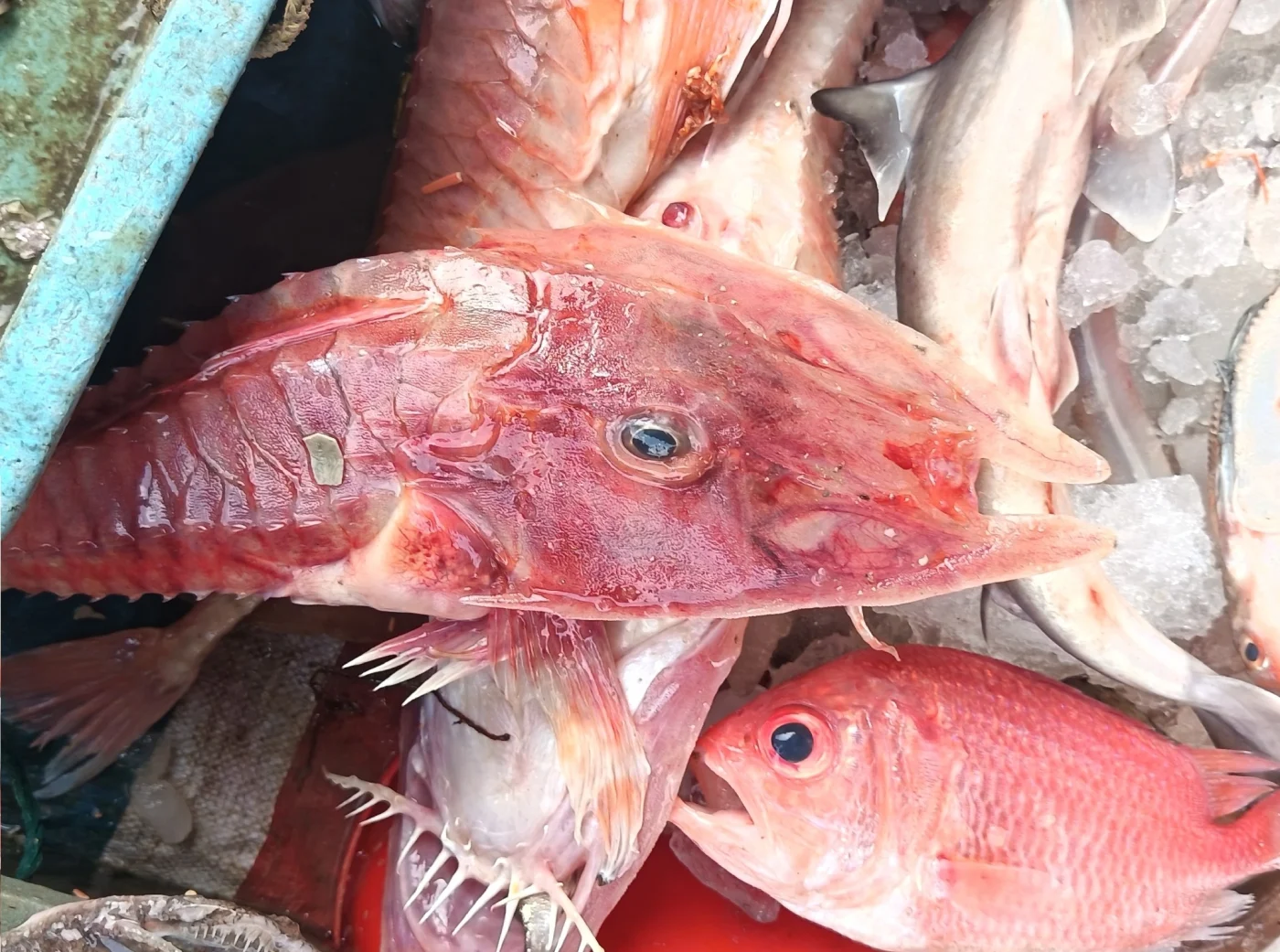 Armoured Gurnard