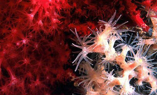 bushy crust coral