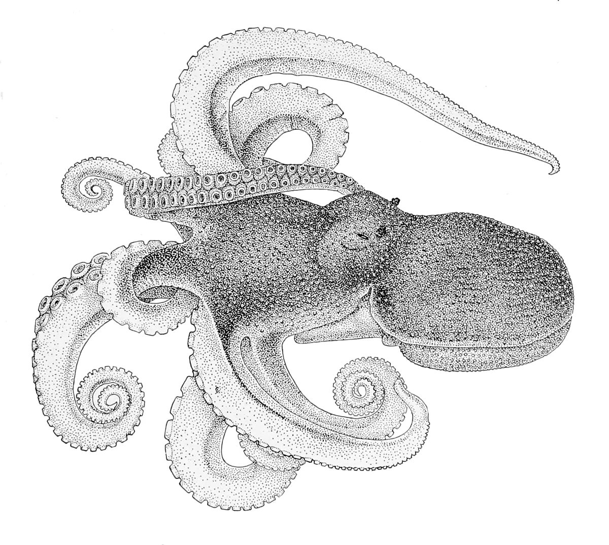 Scaeurgus jumeau