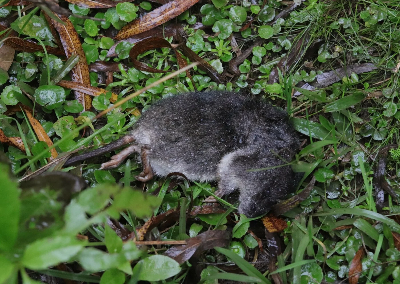 Argentine Swamp Rat