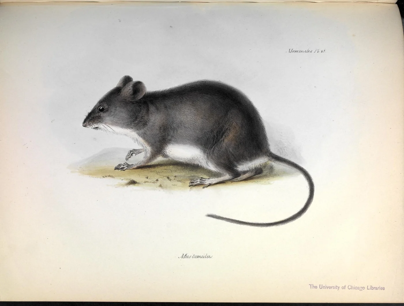 Swamp Rat