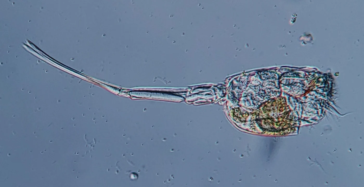 Scaridium neglectum